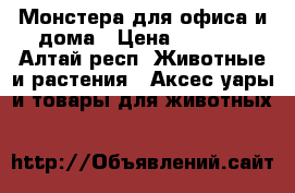 Монстера для офиса и дома › Цена ­ 1 500 - Алтай респ. Животные и растения » Аксесcуары и товары для животных   